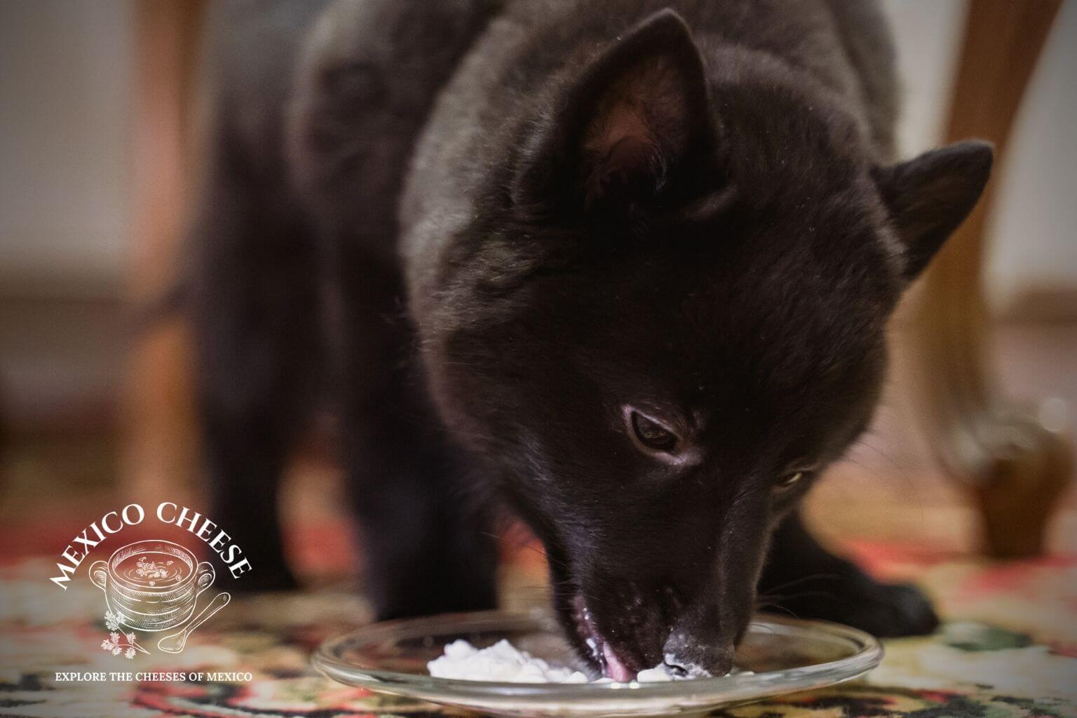 Can dogs eat cotija cheese