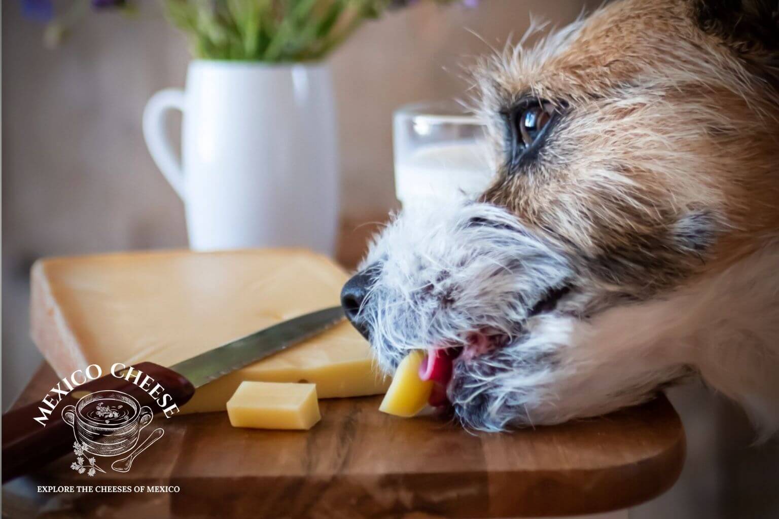 Can Dogs Eat Manchego Cheese