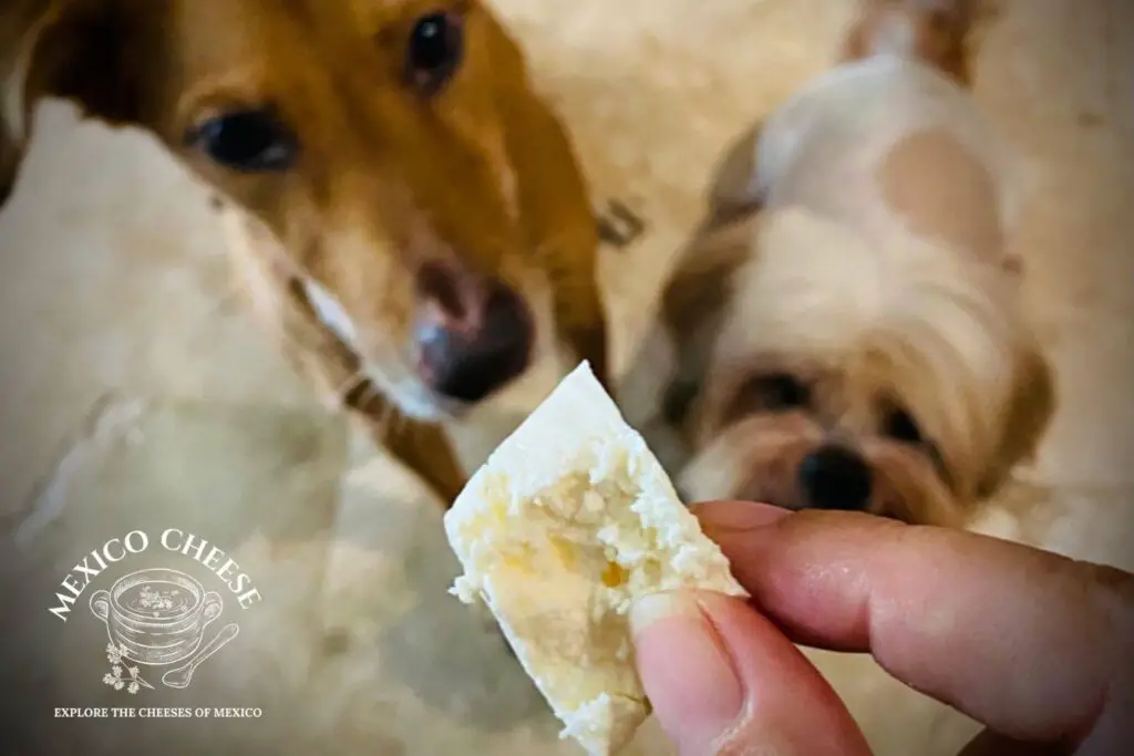 Can Dogs Eat Manchego Cheese? Mexico Cheese