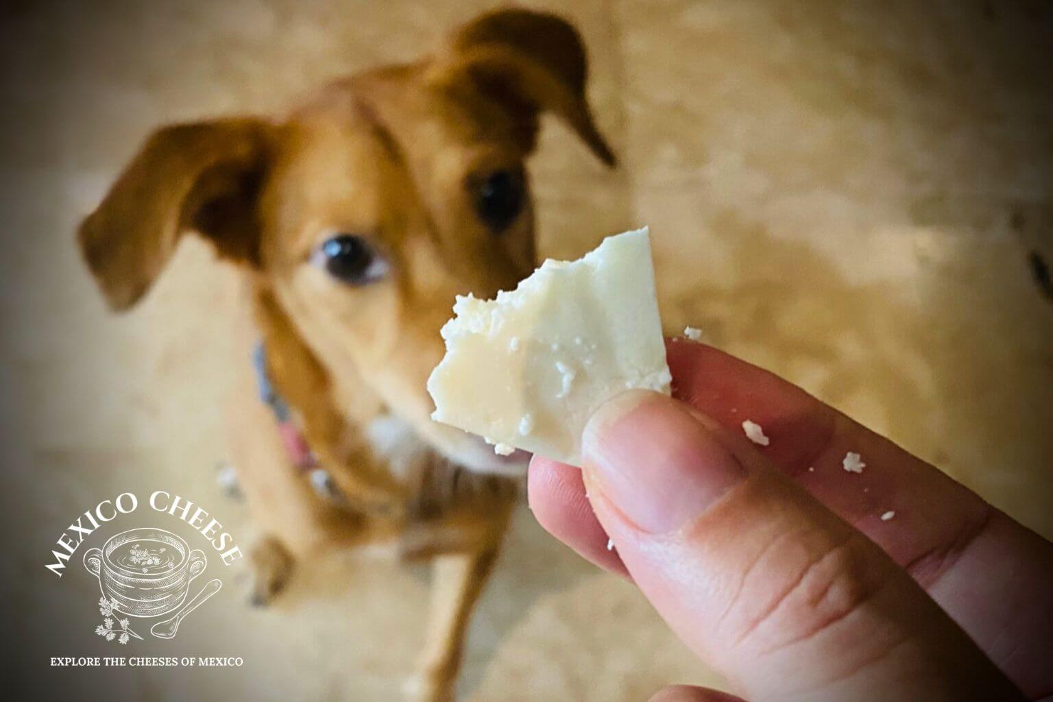 Can dogs eat Panela cheese
