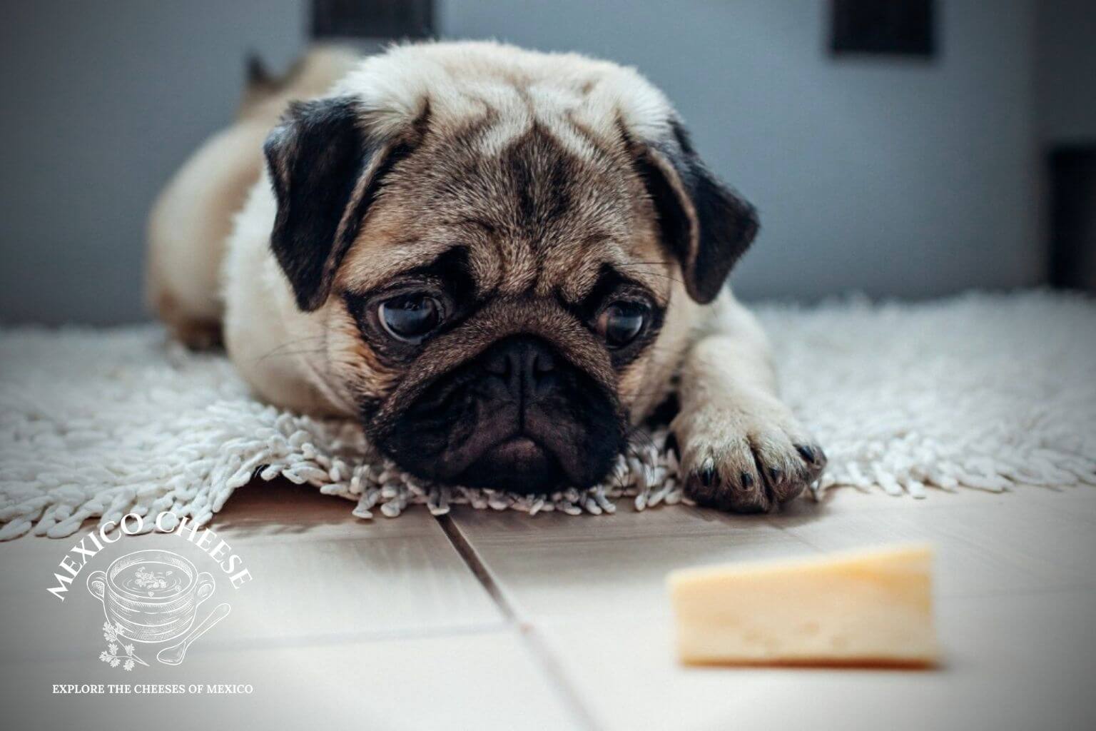 Can Dogs Eat Panela Cheese?