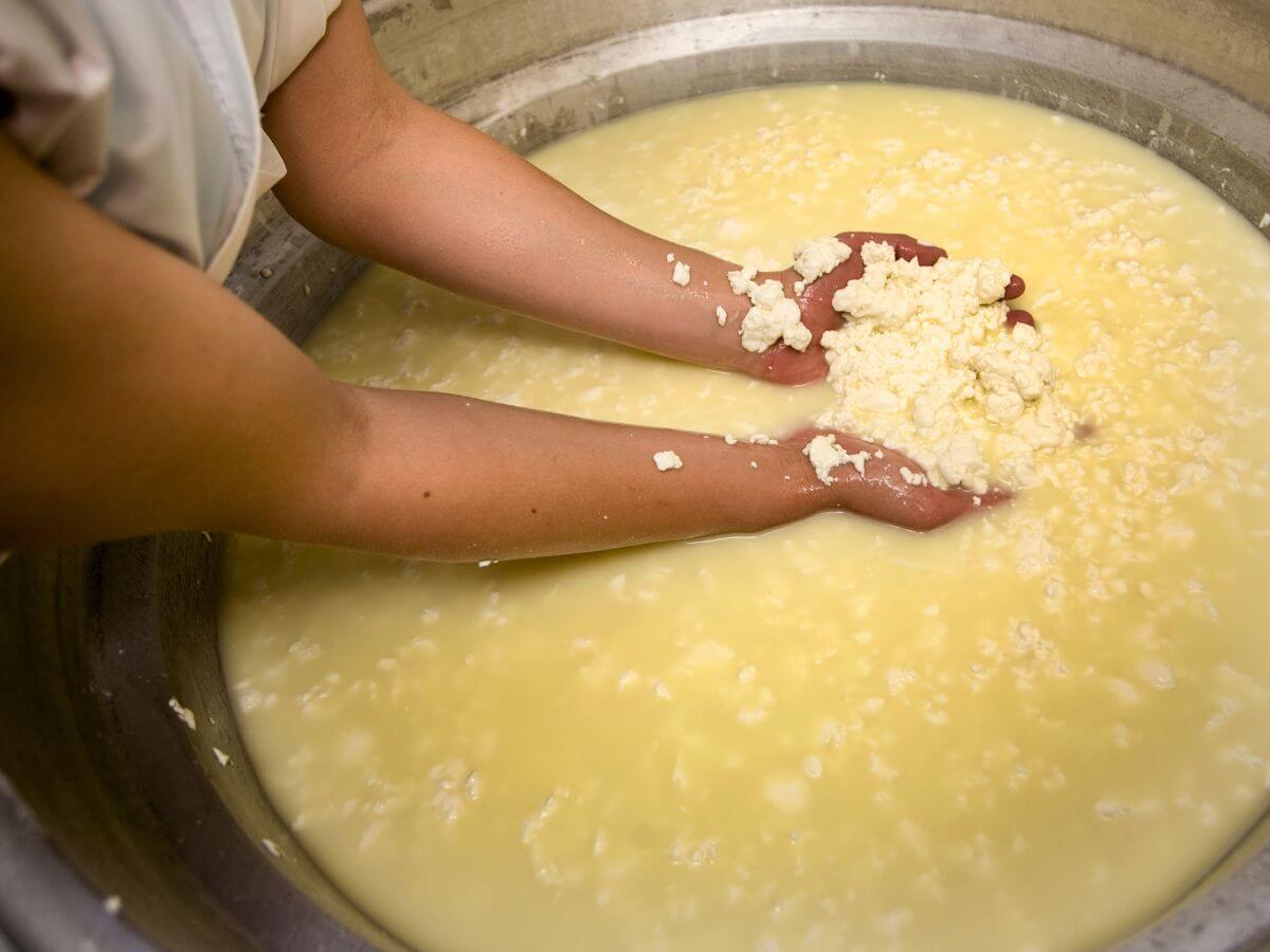 Making Chihuahua Cheese